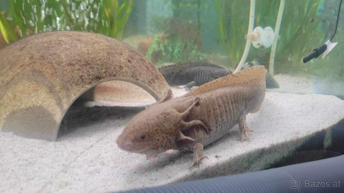 Axolotl zu verschenken