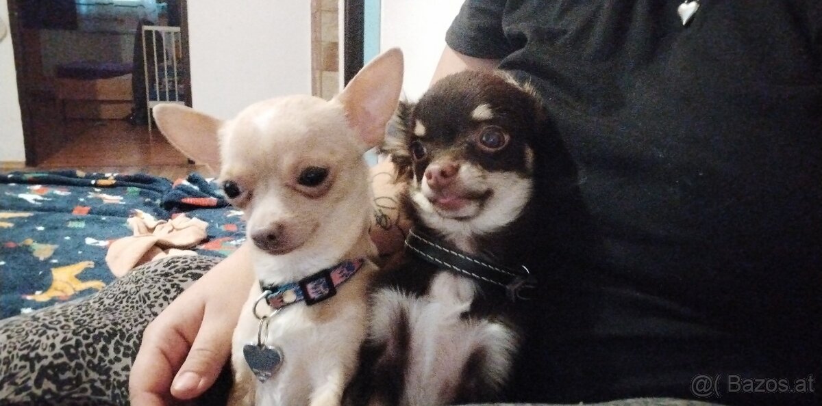 Mini-Chihuahua-Welpen