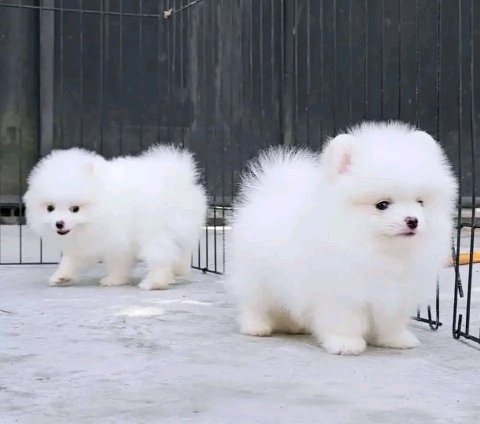 Pomeranian-Welpen, männlich und weiblich. Sie sind geimpft u