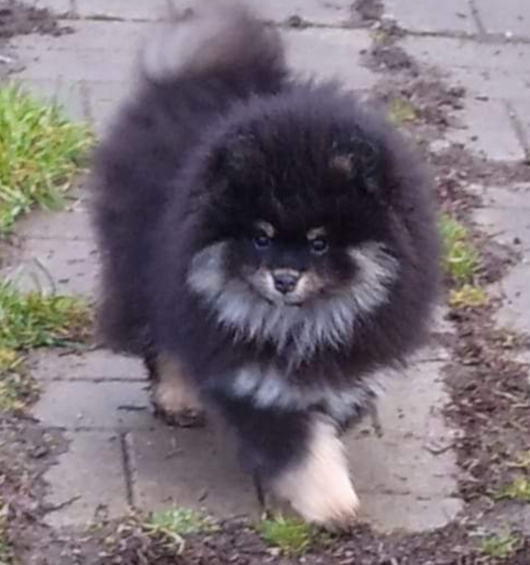 Pomeranian mit ahnentafel