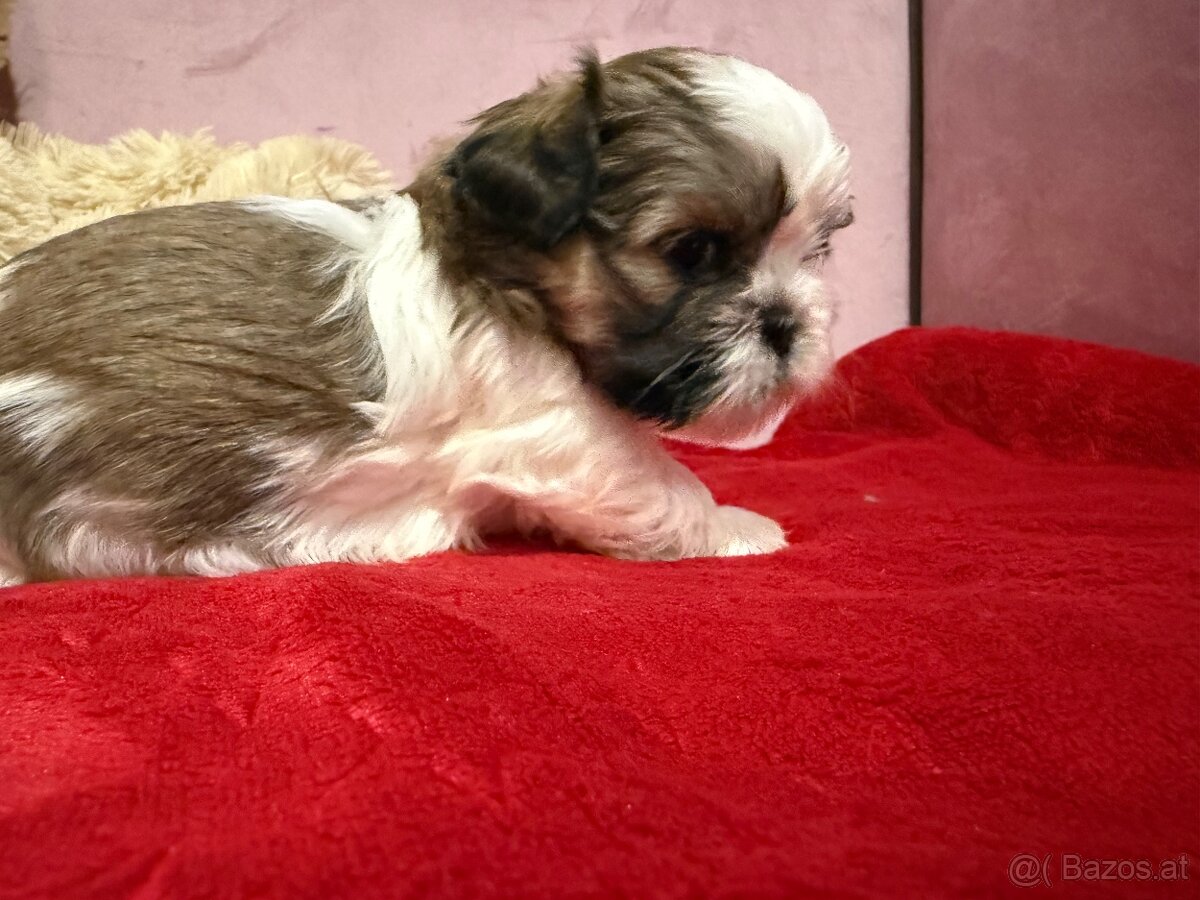 Shih-tzu  stammbaum haben Shih tzu Shi tzu si cu