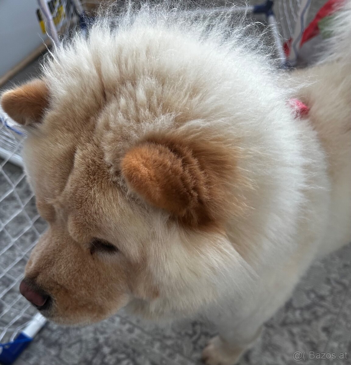 Chow chow