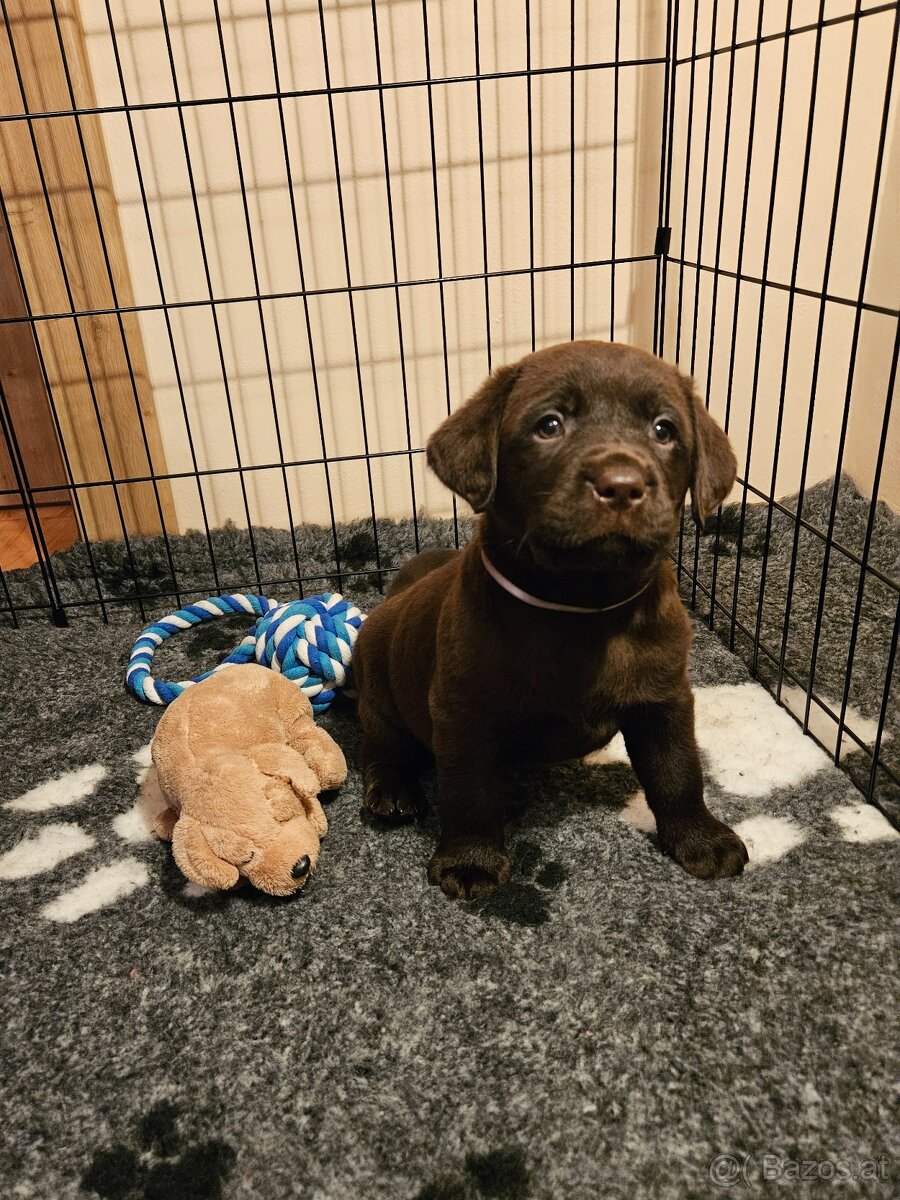 Labrador Welpen mit Stammbaum