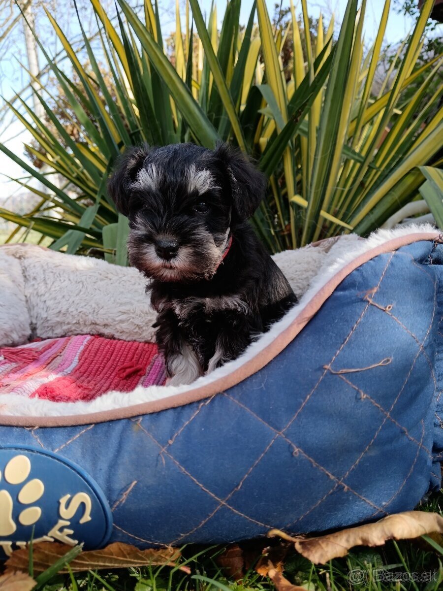 Schnauzer schwarz und silber