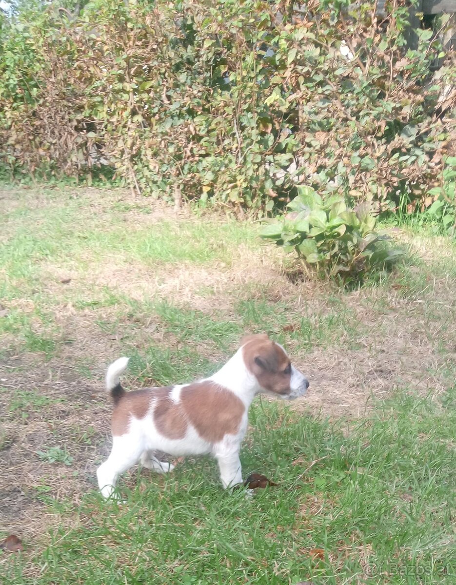 Fox-terrier