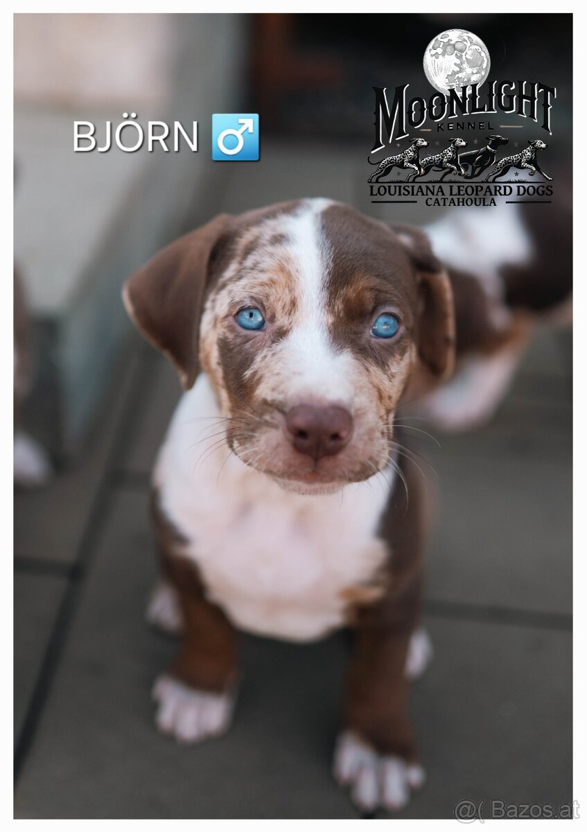 Louisiana 'Catahoula' Leopard Hund - Welpen verfügbar