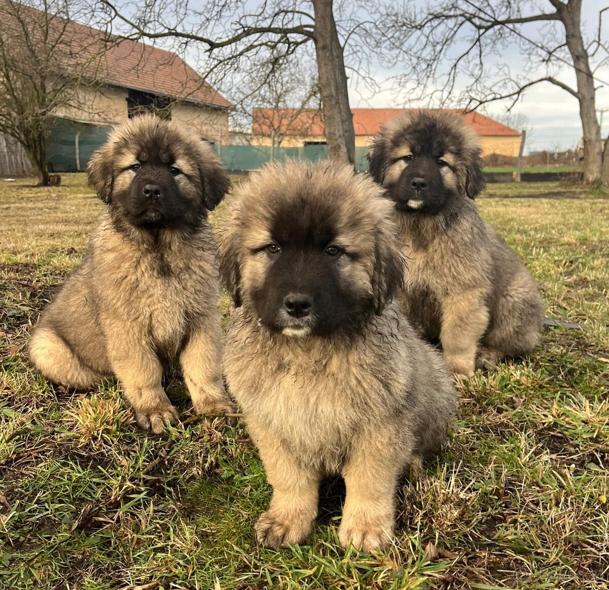 Kaukasischer Schäferhund Hund