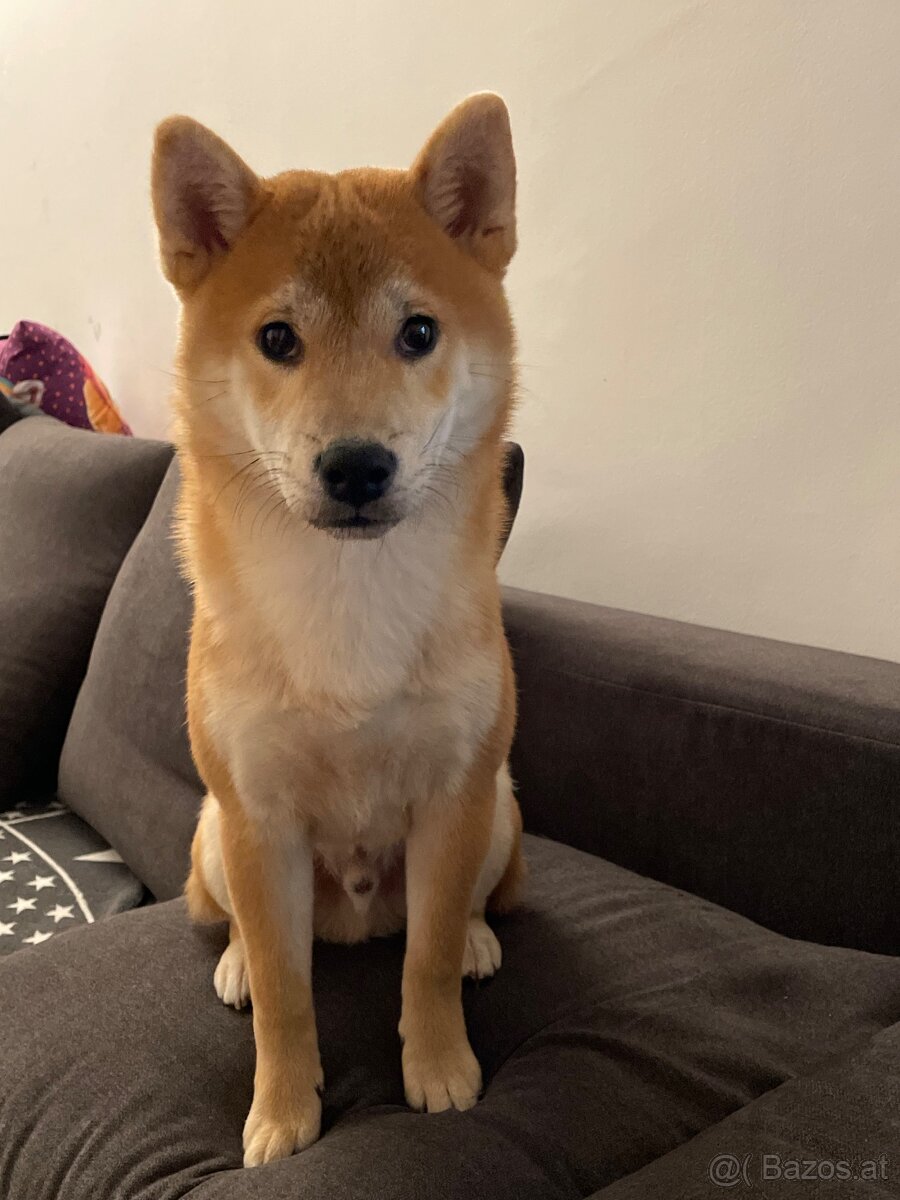 Shiba Inu Welpe