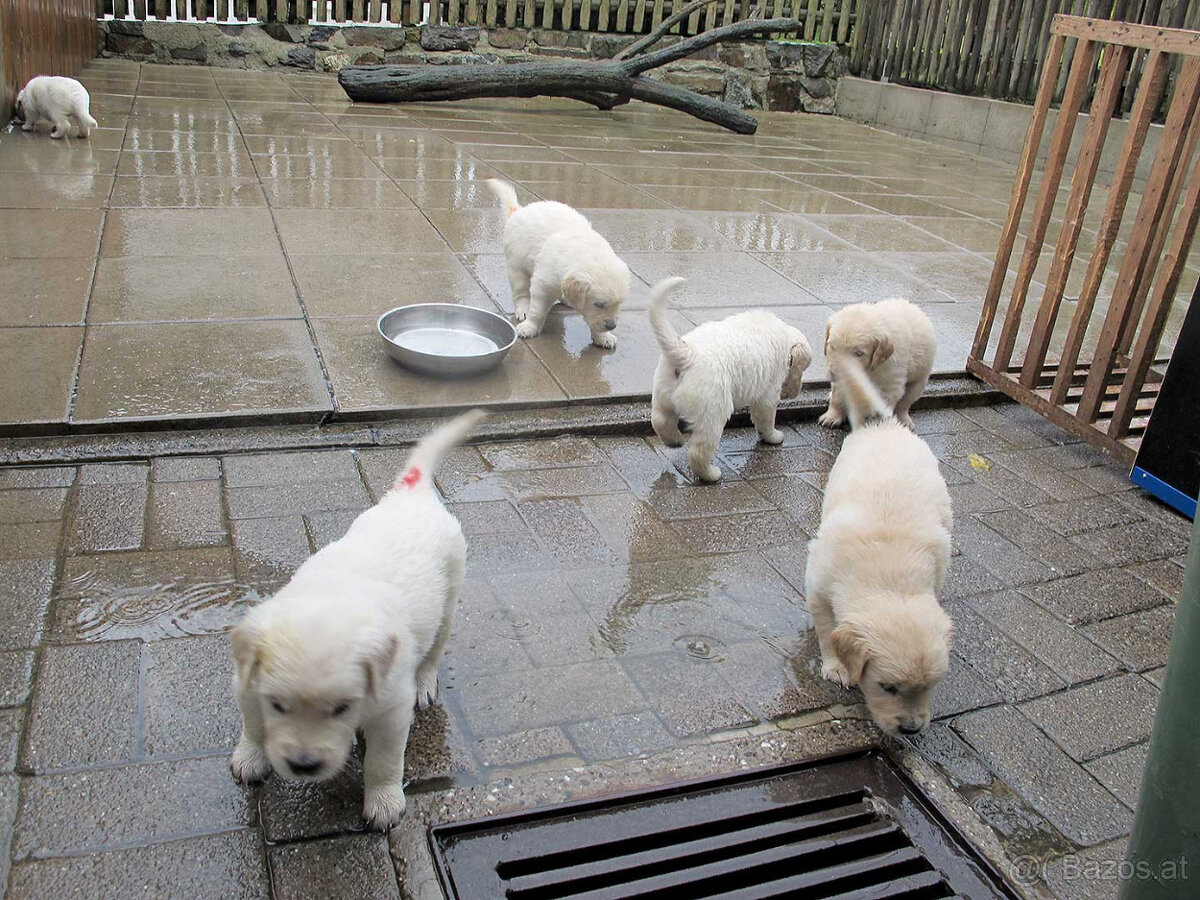 Golden Retriever Welpen verfügbar