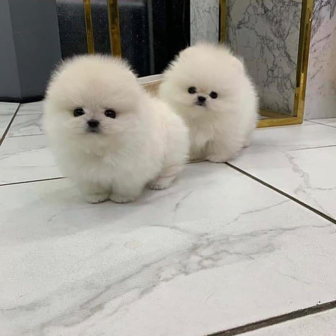 MINI.POMERANIAN ZWERGSPITZ BOO WELPEN