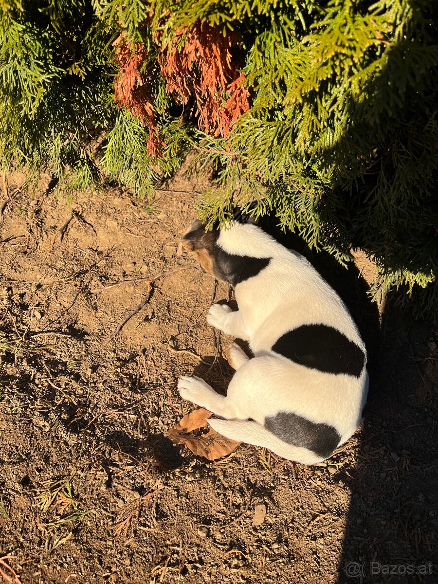 Jack Russel Parson Terrier