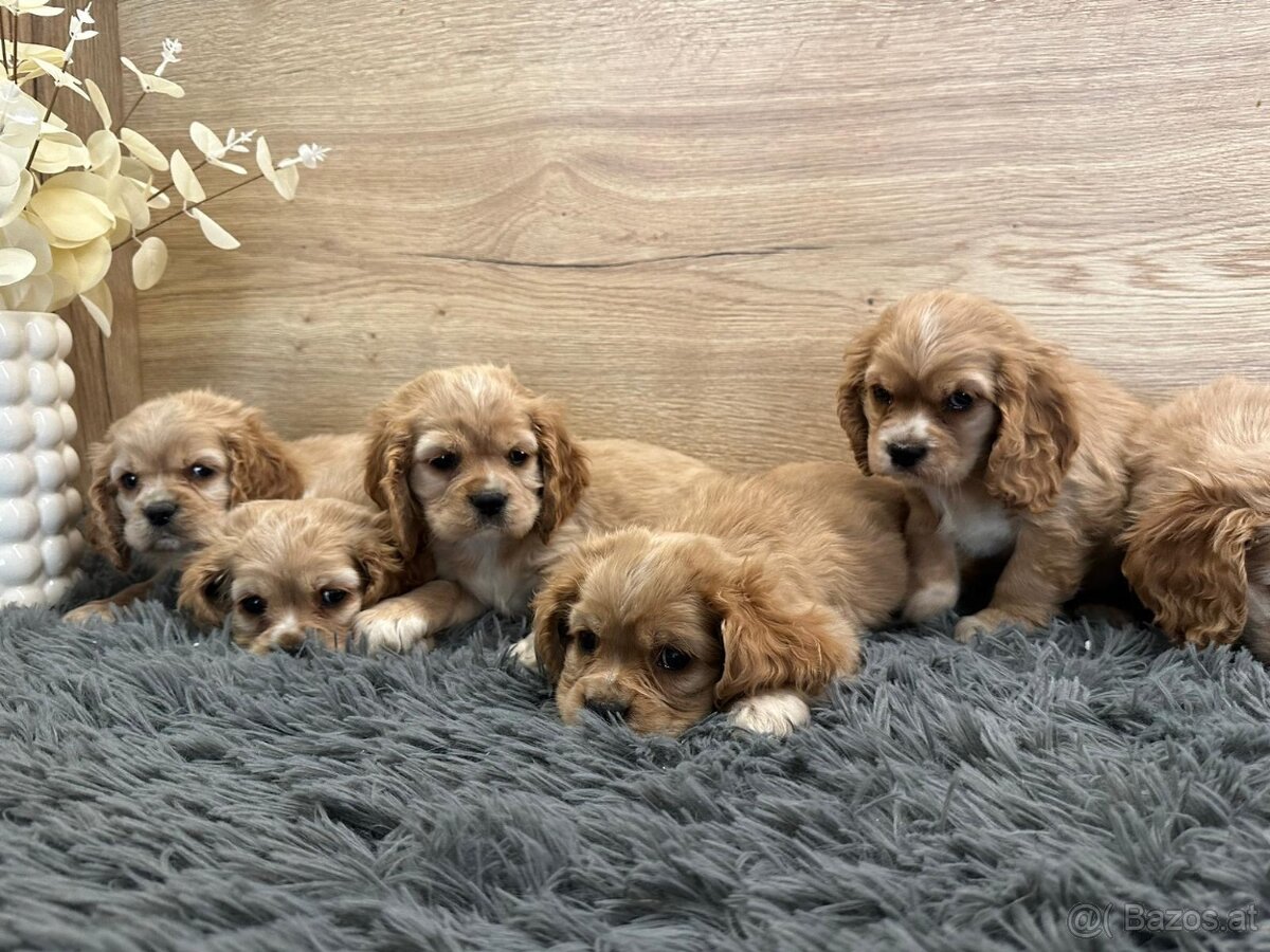 Cavapoo kavapoo