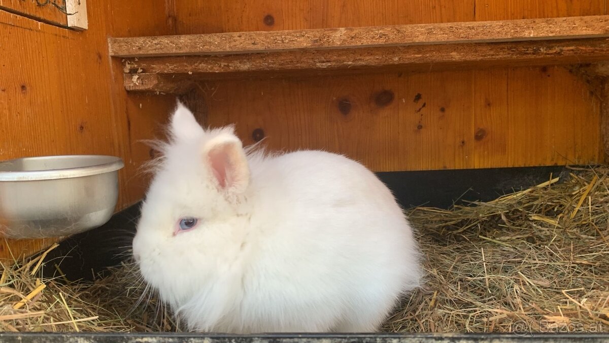 Zwergkaninchen-Löwenkopf weiss