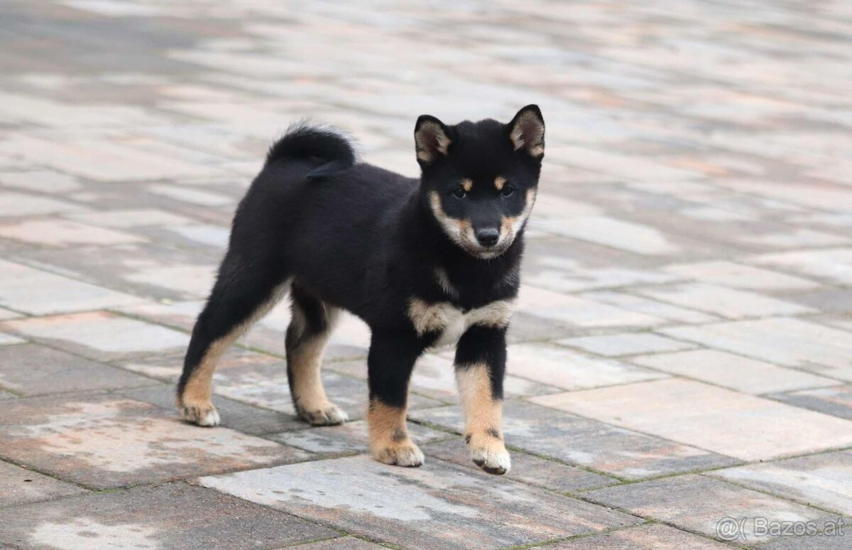 Shiba inu Welpen