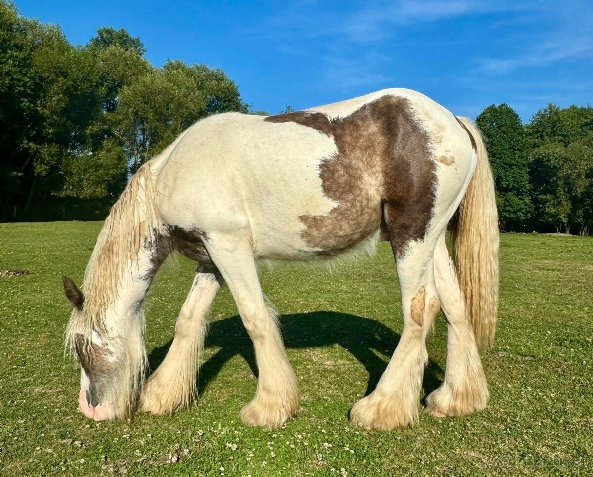 Irish Cob – Luxushengst