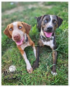 Louisiana 'Catahoula' Leopard Hund - Welpen verfügbar - 10