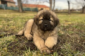 Kaukasischer Schäferhund Hund - 10