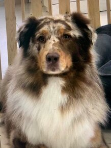 Australian shepherd Welpen - 10