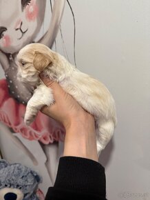 Shih-tzu  stammbaum haben Shih tzu Shi tzu si cu - 11