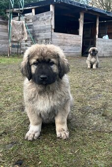 Kaukasischer Schäferhund Hund - 11