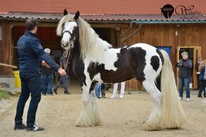 Irish Cob – Luxushengst - 11