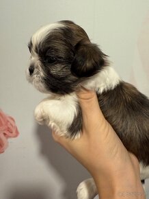 Shih-tzu  stammbaum haben Shih tzu Shi tzu si cu - 12