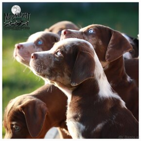 Louisiana 'Catahoula' Leopard Hund - Welpen verfügbar - 12