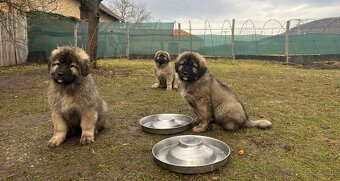 Kaukasischer Schäferhund Hund - 12