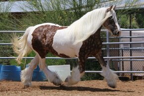 Irish Cob – Luxushengst - 12