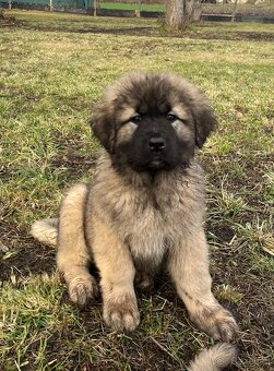 Kaukasischer Schäferhund Hund - 13