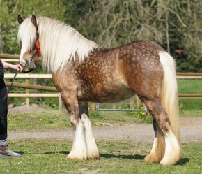 Irish Cob – Luxushengst - 13