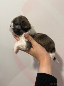 Shih-tzu  stammbaum haben Shih tzu Shi tzu si cu - 14