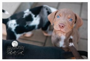 Louisiana 'Catahoula' Leopard Hund - Welpen verfügbar - 14