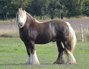 Irish Cob – Luxushengst - 14