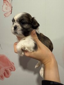 Shih-tzu  stammbaum haben Shih tzu Shi tzu si cu - 15