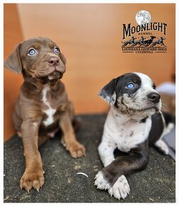 Louisiana 'Catahoula' Leopard Hund - Welpen verfügbar - 15