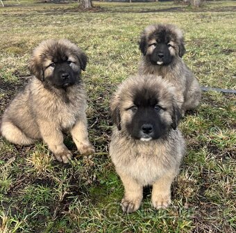 Kaukasischer Schäferhund Hund - 15