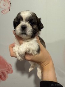 Shih-tzu  stammbaum haben Shih tzu Shi tzu si cu - 16