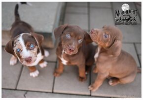 Louisiana 'Catahoula' Leopard Hund - Welpen verfügbar - 16