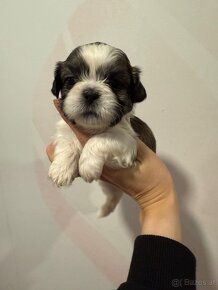 Shih-tzu  stammbaum haben Shih tzu Shi tzu si cu - 17