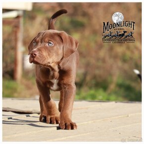 Louisiana 'Catahoula' Leopard Hund - Welpen verfügbar - 17