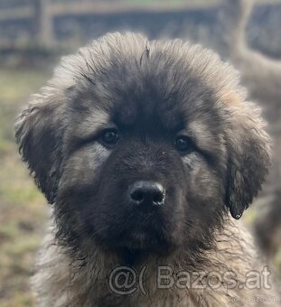 Kaukasischer Schäferhund Hund - 17