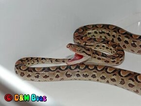 Epicrates cenchria alvarezi - Argentine Rainbow Boa