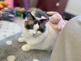 Ragdoll Kater