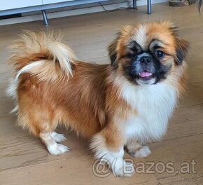 Pekinese 2 Jahre, 4 kg sucht