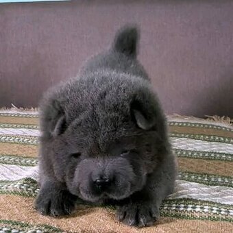 Chow-Chow-Welpen
