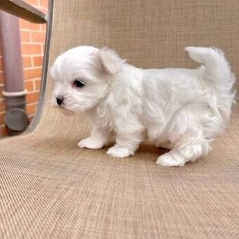 Malteser welpen