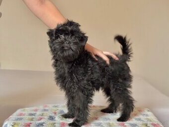 Affenpinscher with pedigree