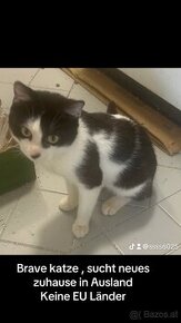 Kater 2,5 jahre sucht ein zuhause