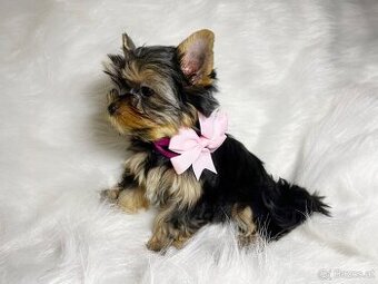 Yorkshire Terrier